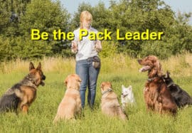Be the Pack Leader
