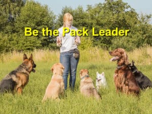 Read more about the article Be the Pack Leader
