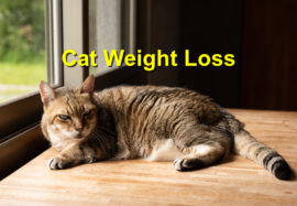 Cat Weight Loss