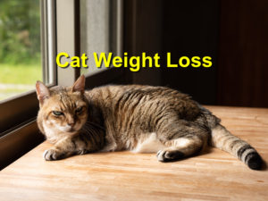 Read more about the article Cat Weight Loss