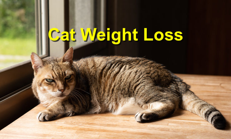 Cat Weight Loss