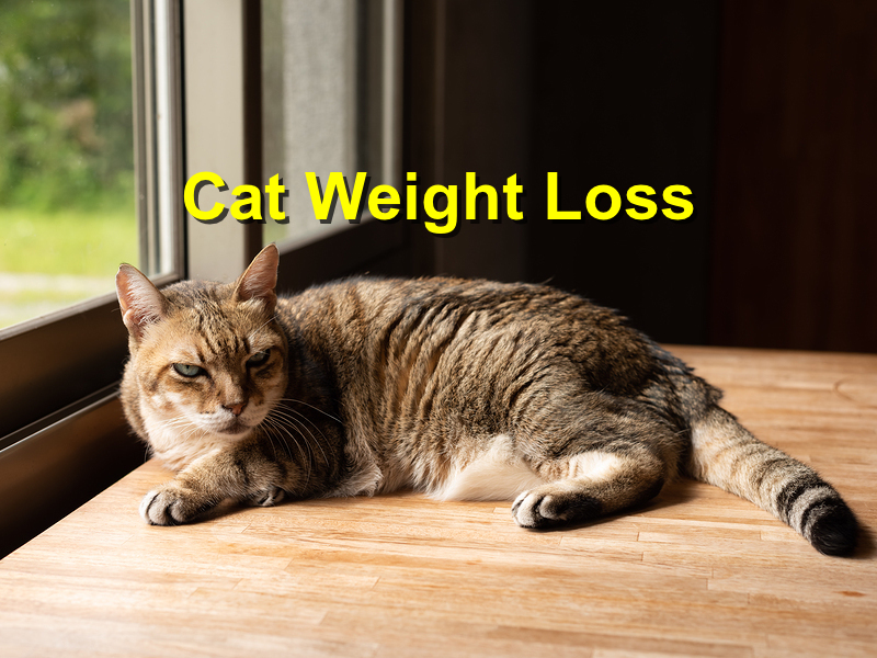Read more about the article Cat Weight Loss