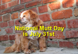 National Mutt Day is July 31st