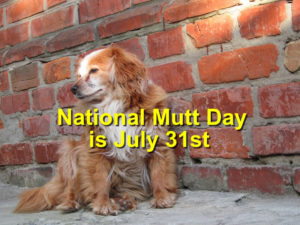 Read more about the article National Mutt Day is July 31st