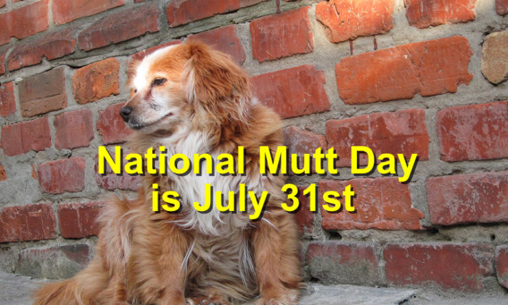 National Mutt Day is July 31st