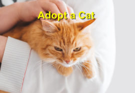 Adopt a Cat