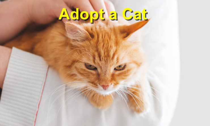 Adopt a Cat