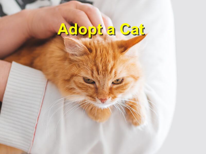 Read more about the article Adopt a Cat