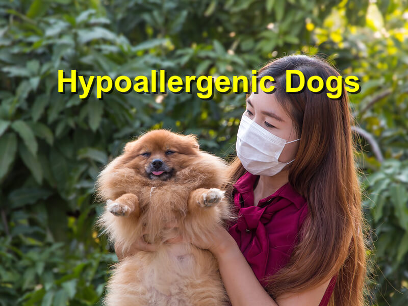 Read more about the article Hypoallergenic Dogs
