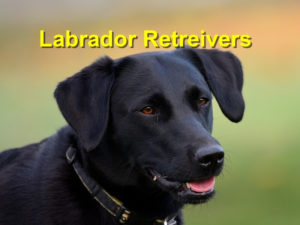 Read more about the article Labrador Retreivers