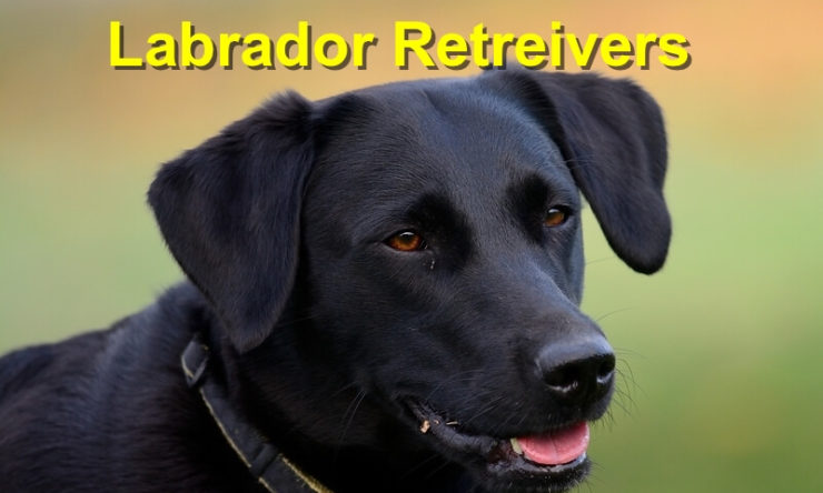 Labrador Retreivers