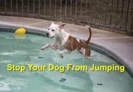 Stop Your Dog From Jumping