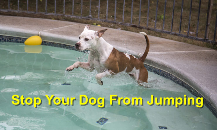 Stop Your Dog From Jumping