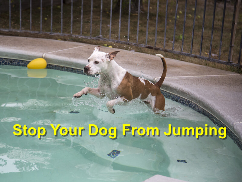 Read more about the article Stop Your Dog From Jumping