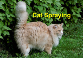 Cat Spraying