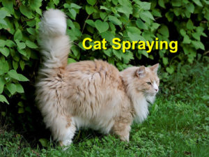 Read more about the article Cat Spraying