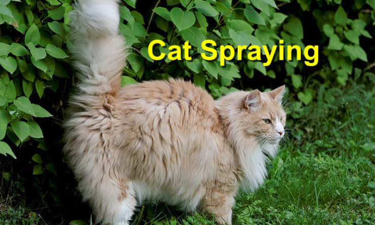 Cat Spraying