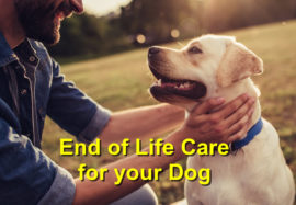End of Life Care for your Dog