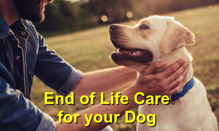 End of Life Care for your Dog