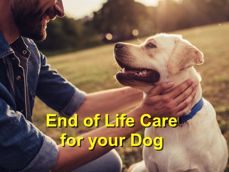 Read more about the article End of Life Care for your Dog