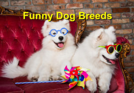 Funny Dog Breeds