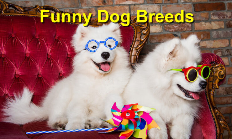 Funny Dog Breeds