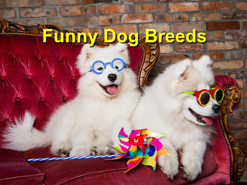 funny dog breeds