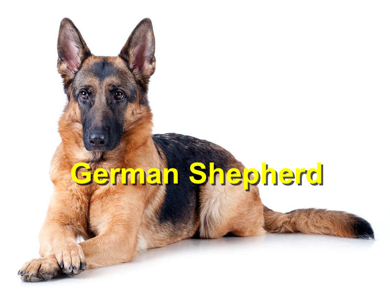 Read more about the article German Shepherd
