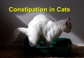 Constipation in Cats