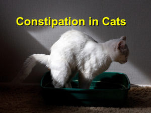 Read more about the article Constipation in Cats