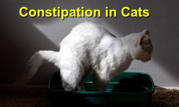 Constipation in Cats