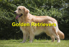 Golden Retrievers