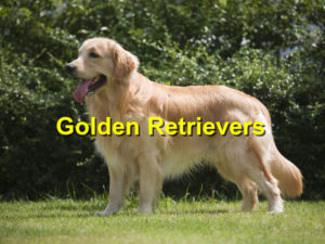 Read more about the article Golden Retrievers