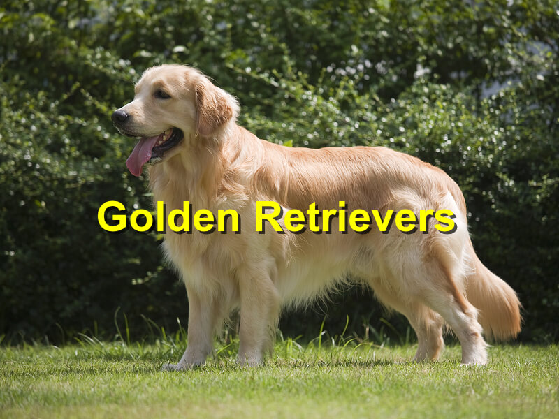 You are currently viewing Golden Retrievers