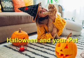 Halloween and your Pet