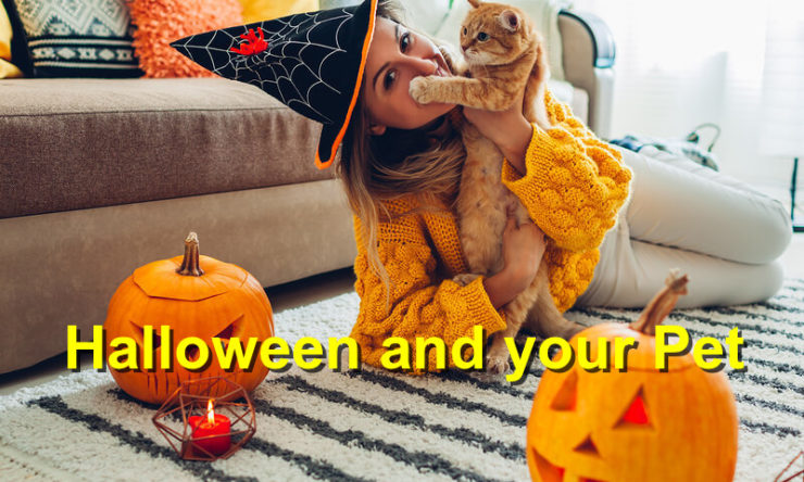 Halloween and your Pet