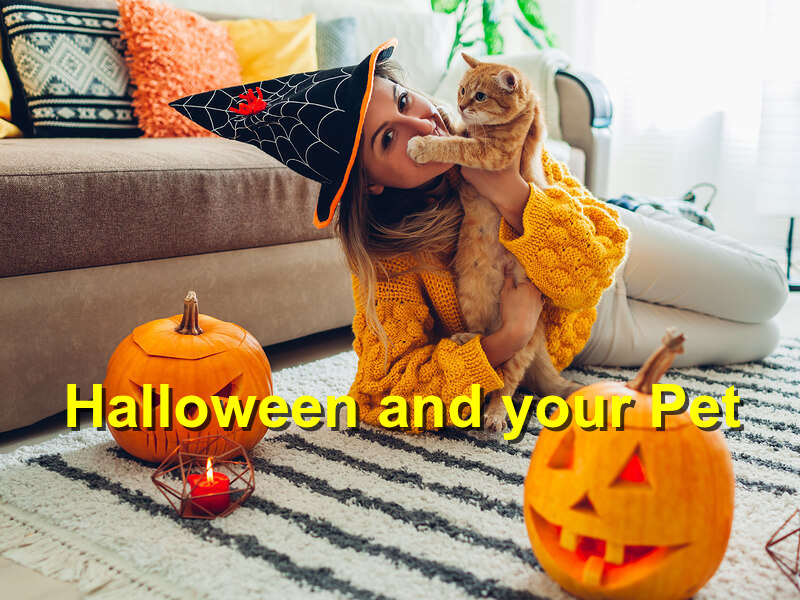 Read more about the article Halloween and your Pet