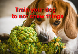 Train your dog to not chew things