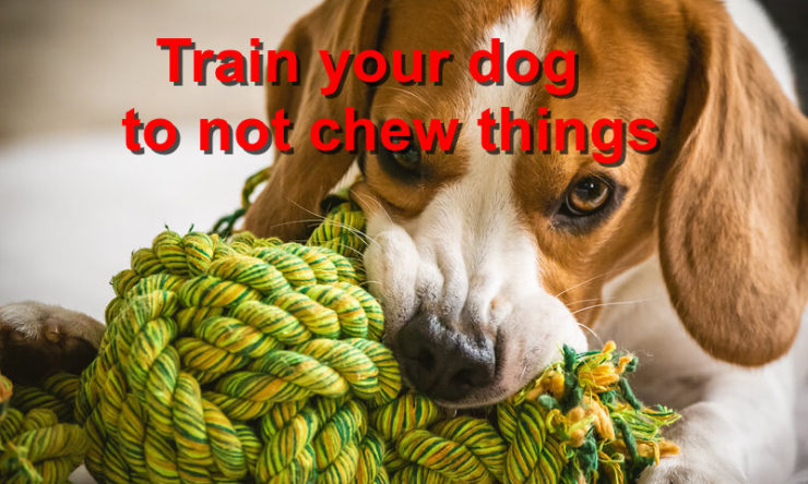 Train your dog to not chew things