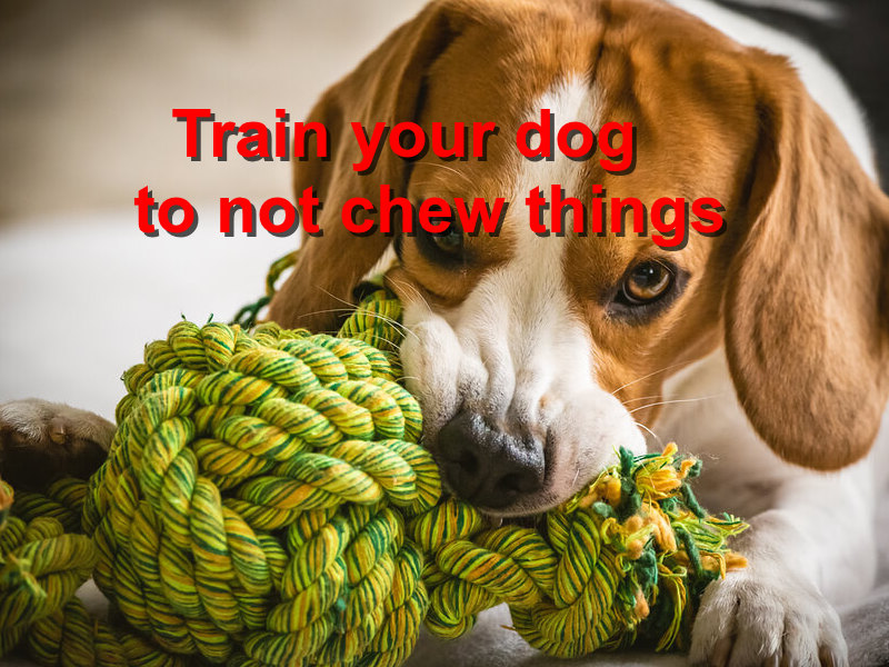 Read more about the article Train your dog to not chew things
