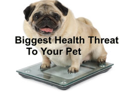 Biggest Health Threat To Your Pet