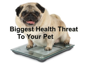 Read more about the article Biggest Health Threat To Your Pet