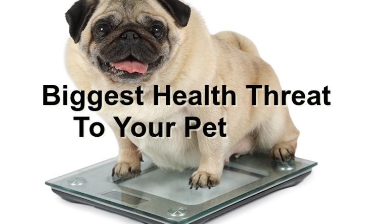 Biggest Health Threat To Your Pet