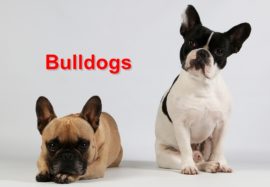 Bulldogs