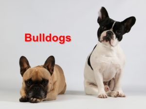 Read more about the article Bulldogs