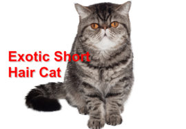Exotic Short Hair Cat