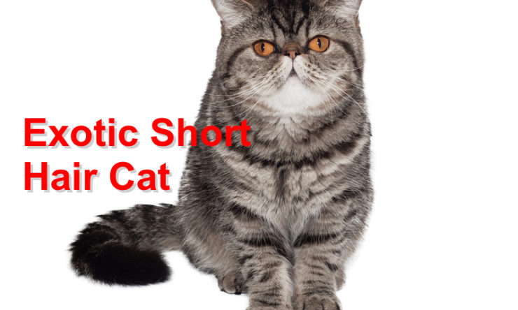 Exotic Short Hair Cat