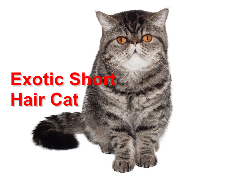 Read more about the article Exotic Short Hair Cat