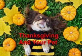 Thanksgiving And Your Pet