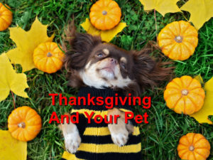 Read more about the article Thanksgiving And Your Pet